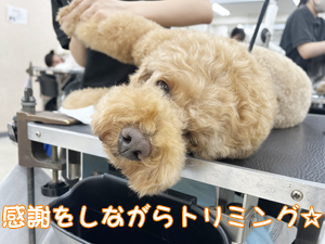 お客様の愛犬をトリミング♪